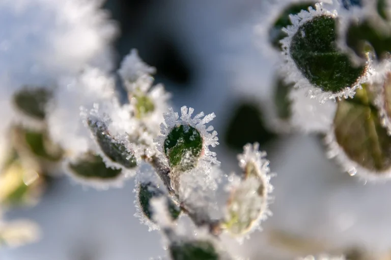 Cold Storage Frozen Warehouse