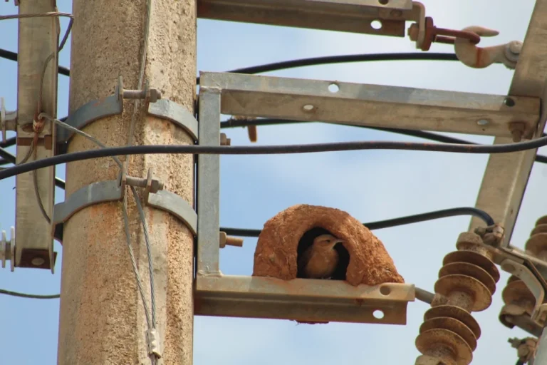 Construction Worker Bolt And Nut