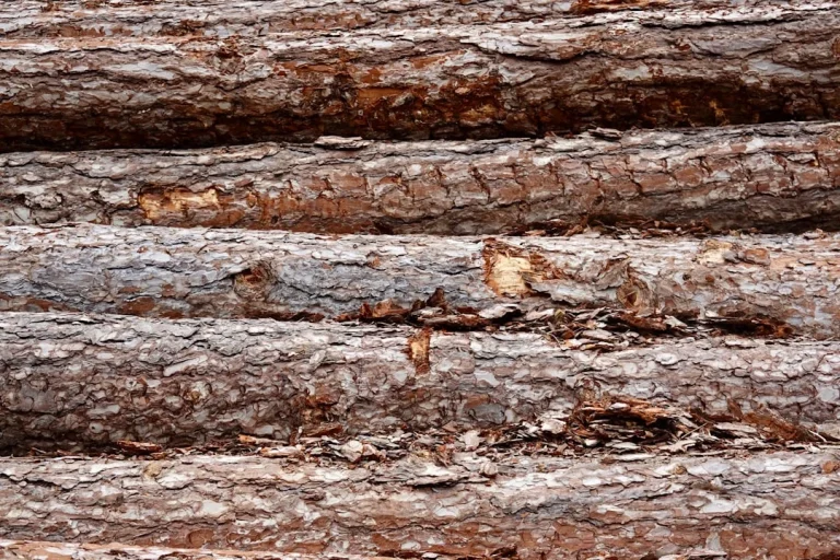 Pine Wood Lumber Wood Texture